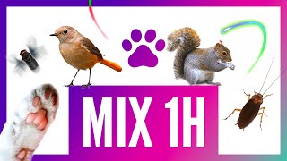 Mix 1h de jeux pour chat sur écran oiseaux lasers et jouets divers [upl. by Enyalahs]