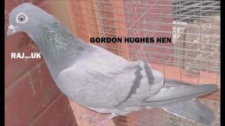 SOME OF MY GORDON HUGHES TIPPLERS [upl. by Aeiram]