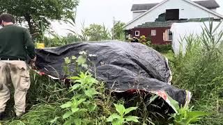 Phragmites growing in Detroit being Covered [upl. by Outhe620]