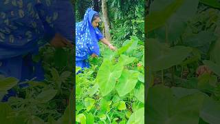 kochu patar vorta  কচু পাতার ভর্তা short trndingshorts villagefood recipe satabdirseraranna [upl. by Asenad]