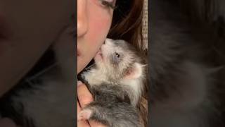 Ma petite Toka trop mignonne 🥰🫶🏻 ferret ferrets furet furets cute cuteanimals cuteferret [upl. by Nossah]