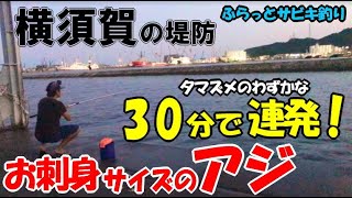 横須賀でアジのサビキ釣りしたら良型アジが30分で連発釣れた！竿持って行く程の引き【お知らせ予告あり】 [upl. by Caia]