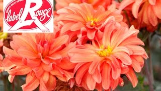 COMMENT BIEN PLANTER DES DAHLIAS LABEL ROUGE [upl. by Gaile]