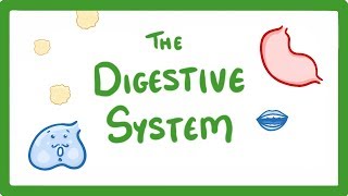 GCSE Biology  Digestive System 18 [upl. by Auqenahs]