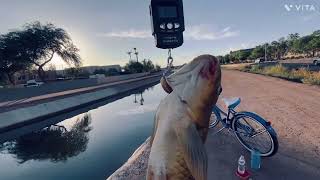 Epic Arizona canal fishing big fish [upl. by Akemad447]