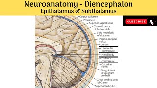 EPITHALAMUS [upl. by Krischer120]