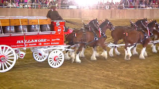 Hallamore Clydesdales Topsfield Fair 2010 [upl. by Ragouzis]