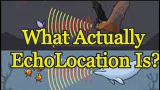 What is echolocation Earth Unplugged How Do Bats See With Sound echolocation [upl. by Elman716]