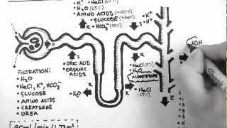 Nephron Function [upl. by Eiddet]