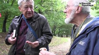 VIDEO Aux champignons en forêt de Larçay avec des mycologue [upl. by Ynaffit965]