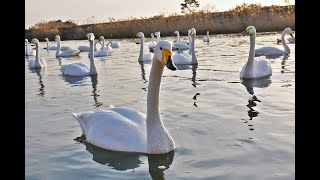 オオハクチョウ Whooper swan [upl. by Anemix]