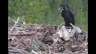 WARNING graphic attack on Satakunta Osprey Nest 1 raven kills a chick fox kills Alma 25 Jun 2021 [upl. by Domonic]