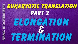 Eukaryotic Translation  Part 2  Elongation  Termination  Differences Prokaryotes and Eukaryotes [upl. by Wileen]