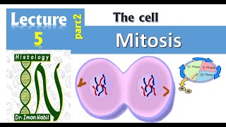 5bCell cycle part2MitosisCellHistology [upl. by Bakki11]