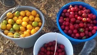 Recolección de Jobos fruta ciruela de huesito cirgüela jobo jobito xocote jocote ovo yoyomo [upl. by Reviel]