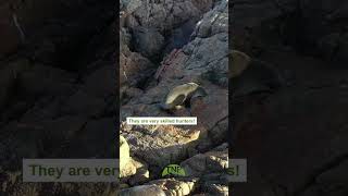 Australian Fur Seals in 4K A Breathtaking Drone Journey through Freycinet National Park shorts [upl. by Yenaj]