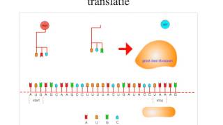 4V Eiwitsynthese  33 Translatie [upl. by Egiarc532]