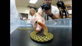 A poisonous and venomous snake defensive behaviors of Rhabdophis [upl. by Warren]