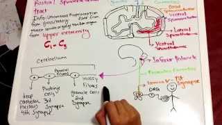 Rostral Spinocerebellar Pathway Tutorial [upl. by Coulson]