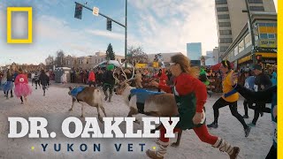 Running With the Reindeer  Dr Oakley Yukon Vet [upl. by Ahsinroc402]