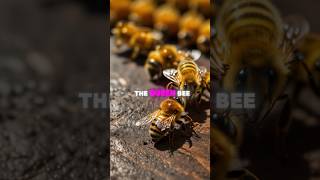 Do you like honey bees historychannel facts interestingfacts historyshorts animals [upl. by Akenat931]