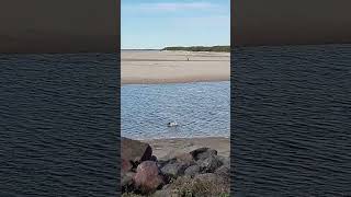 pelicans caloundra queensland australia beach travel [upl. by Arney247]