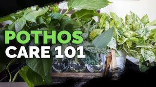 Pothos Care 101 Is This the Easiest Houseplant to Care For [upl. by Dunston703]