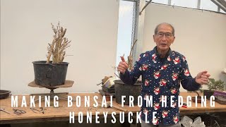 Making Bonsai From Hedging Honeysuckle [upl. by Ocir325]