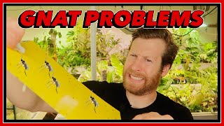 GET RID of GNATS in HOUSEPLANTS [upl. by Navnod128]