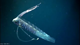 Facts The Giant Oarfish [upl. by Irolam]