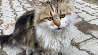 Kedi Sesi 8 Miyavlama ve Hırlama Anı [upl. by Astred]