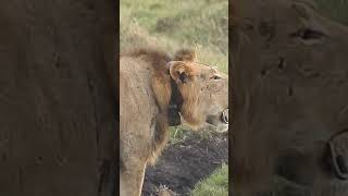 The Unforgettable Sound of the Lions Roar wildlife [upl. by Koran]