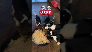 Dinner time at Montgomery Mill Beagles fueledbyjoy JOYDogFood puppy beagle harehunting [upl. by Hueston]