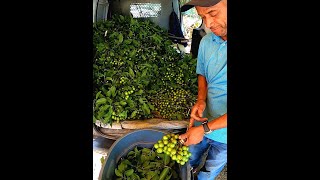 la Guaguita ðŸšš de las QUENEPAS ðŸ«’ðŸ«’ðŸ‡µðŸ‡· Mega Repleta como Nos Gusta a los Boricuas ðŸ˜â¤ï¸ Miren el Ramito [upl. by Ahsinik]