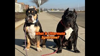 What is Littermate Syndrome [upl. by Najram]