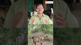 Goat Farming Business Plan ஆடு பண்ணை தொடங்குவது எப்படி organicfarming goatfarmingtips goatmeat [upl. by Franckot]