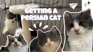 Getting a persian cat  shopee accessories haul  philippines 🇵🇭 [upl. by Peednus]