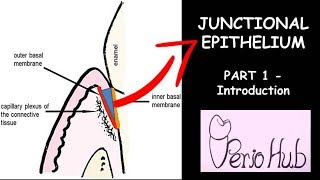 JUNCTIONAL EPITHELIUM  THE INTRODUCTION [upl. by Annayk]