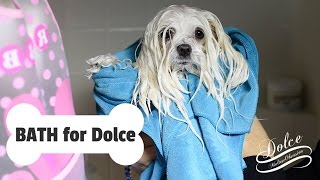 GROOMING Bathtime for Dolce  How to BATHE a Maltese Dog at Home Puppy Bath Time [upl. by Adnert]