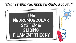 The Neuromuscular System amp Sliding Filament Theory  Sport Science Hub Physiology Fundamentals 2021 [upl. by Oetam]