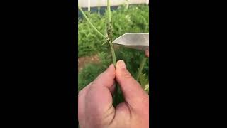 Aphidius wasps to control aphids [upl. by Layney]