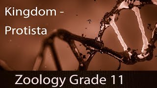 Kingdom Protista Five Kingdom Classification  Introduction  Characteristics  Classification [upl. by Boniface]