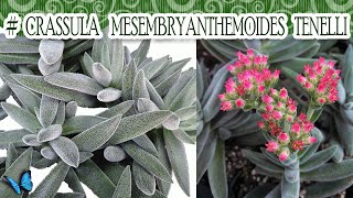 Suculentadodia  Crassula Mesembryanthemóides Tenelli [upl. by Htezzil]