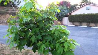 Autumn Blaze Maple in San Diego California Zone 10a acer freemanii [upl. by Stretch327]