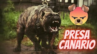 Most dangerous dog Attack in the World Peru de Presa Canario Peru Universe unique animals [upl. by Ali]