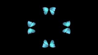 Butterfly Hologram Video HD [upl. by Cacilia]