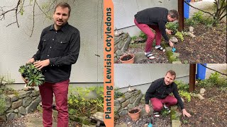 Planting Lewisia Cotyledons  From Container to Flower Bed [upl. by Sauder]