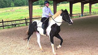 Little girls English horseriding lesson will I get my own horse Fun [upl. by Ahsiram121]