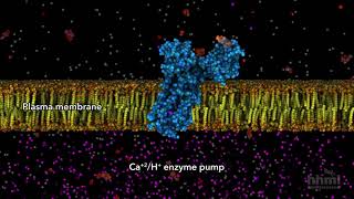 ATP in Use  HHMI BioInteractive Video [upl. by Anitsuga]