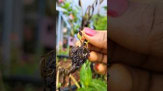 Propagation of Zinnias  Tenkies🪴 [upl. by Ecirtnas]